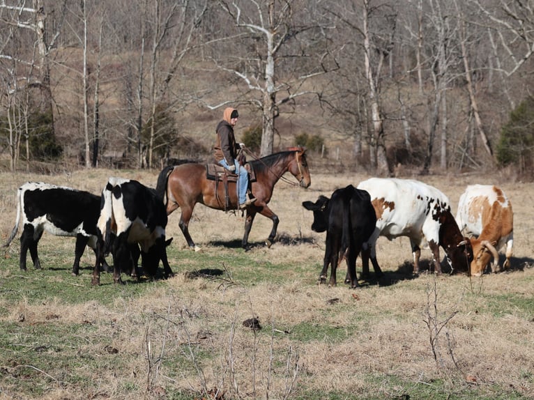 American Quarter Horse Ruin 4 Jaar 152 cm Roan-Bay in Mount Vernon