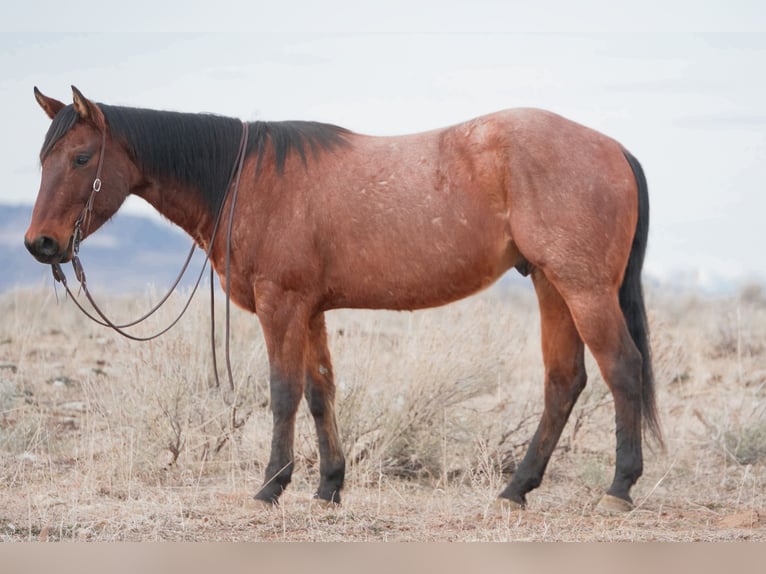 American Quarter Horse Ruin 4 Jaar 152 cm Roan-Bay in Saint Anthony