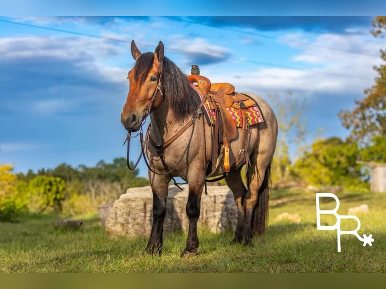 American Quarter Horse Ruin 4 Jaar 152 cm Roan-Bay in Mountain Grove MO