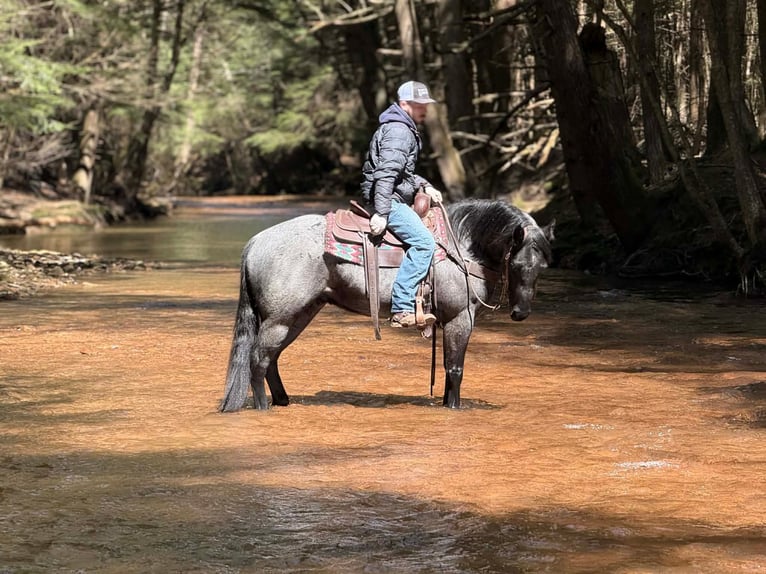 American Quarter Horse Ruin 4 Jaar 152 cm Roan-Blue in Clarion