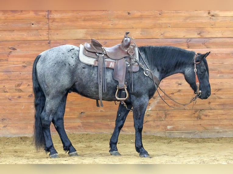 American Quarter Horse Ruin 4 Jaar 152 cm Roan-Blue in Clarion