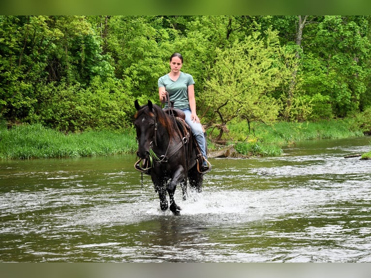 American Quarter Horse Ruin 4 Jaar 152 cm Roan-Blue in Rebersburg