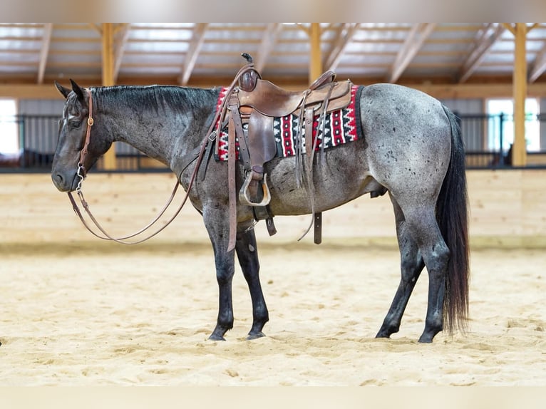 American Quarter Horse Ruin 4 Jaar 152 cm Roan-Blue in Rebersburg