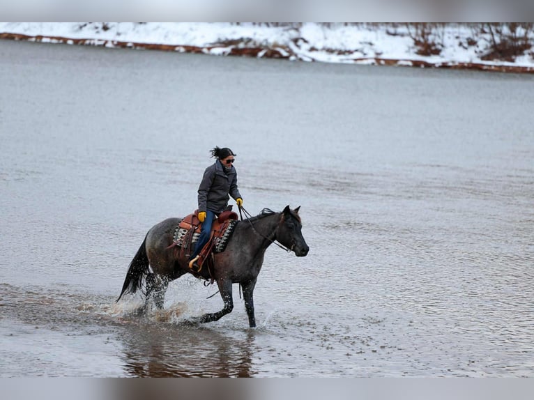 American Quarter Horse Ruin 4 Jaar 152 cm Roan-Blue in Ripley