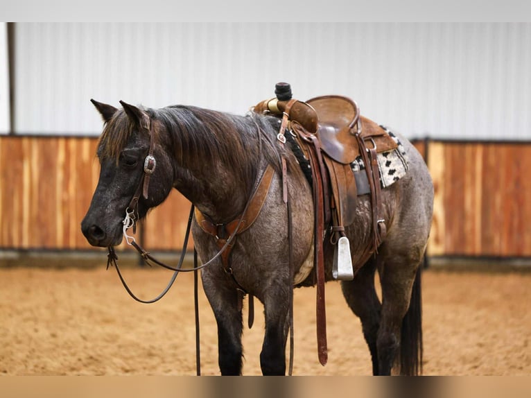 American Quarter Horse Ruin 4 Jaar 152 cm Roan-Blue in Ripley