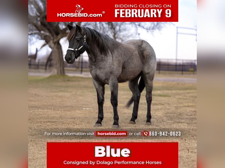 American Quarter Horse Ruin 4 Jaar 152 cm Roan-Blue in Ripley