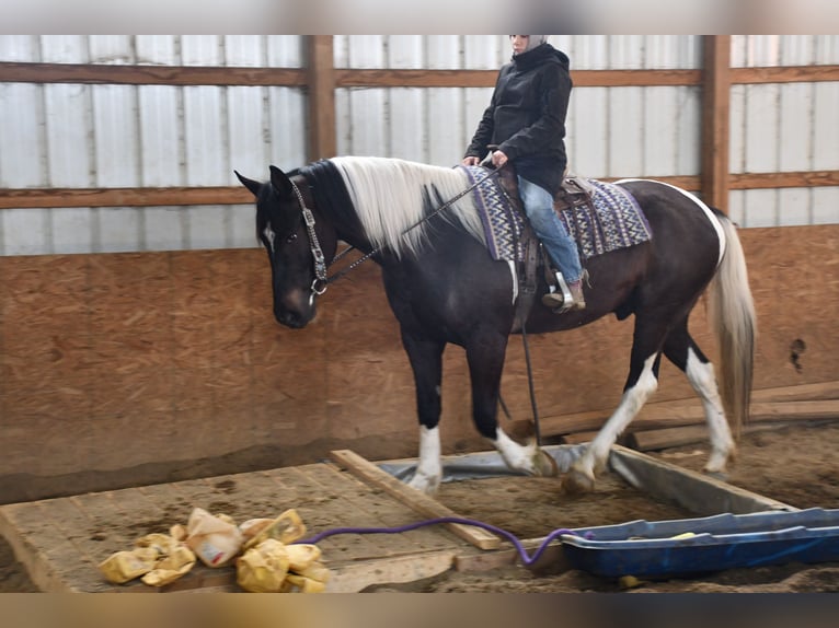 American Quarter Horse Mix Ruin 4 Jaar 152 cm Roan-Blue in Strasburg