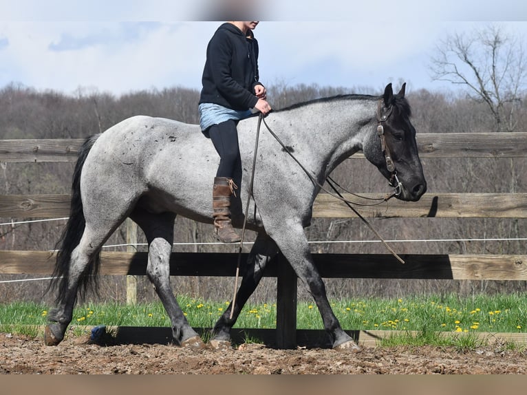 American Quarter Horse Mix Ruin 4 Jaar 152 cm Roan-Blue in Strasburg