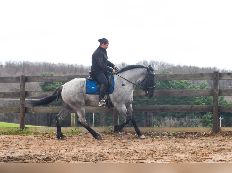 American Quarter Horse Mix Ruin 4 Jaar 152 cm Roan-Blue in Strasburg