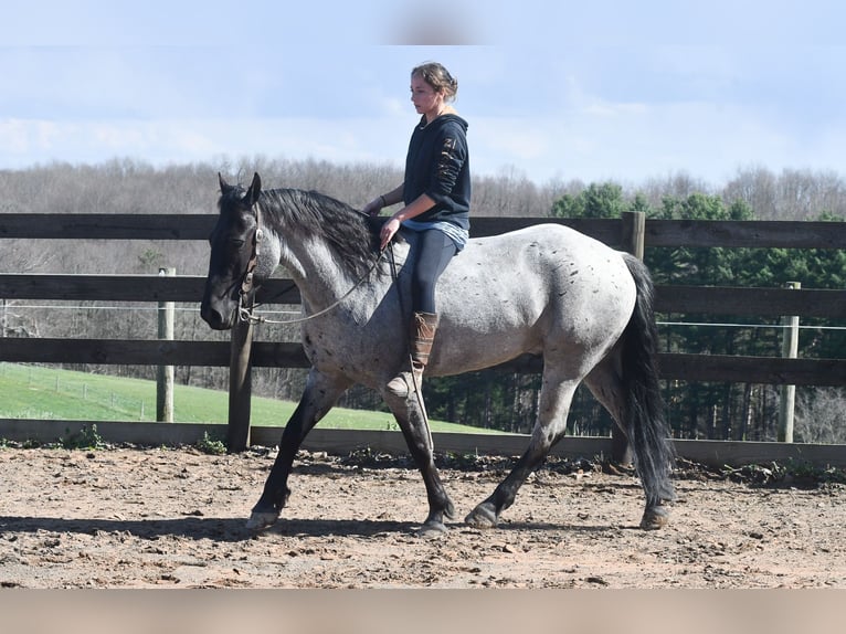 American Quarter Horse Mix Ruin 4 Jaar 152 cm Roan-Blue in Strasburg