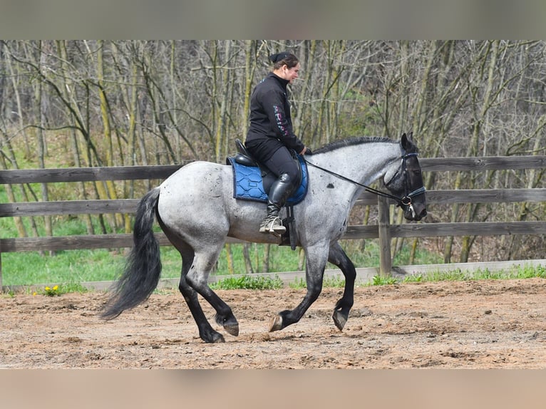 American Quarter Horse Mix Ruin 4 Jaar 152 cm Roan-Blue in Strasburg