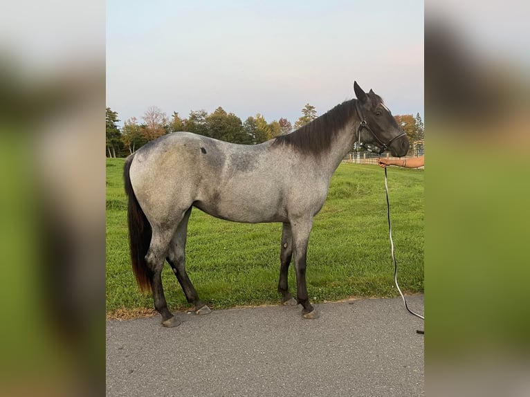 American Quarter Horse Ruin 4 Jaar 152 cm Roan-Blue in Etna ME