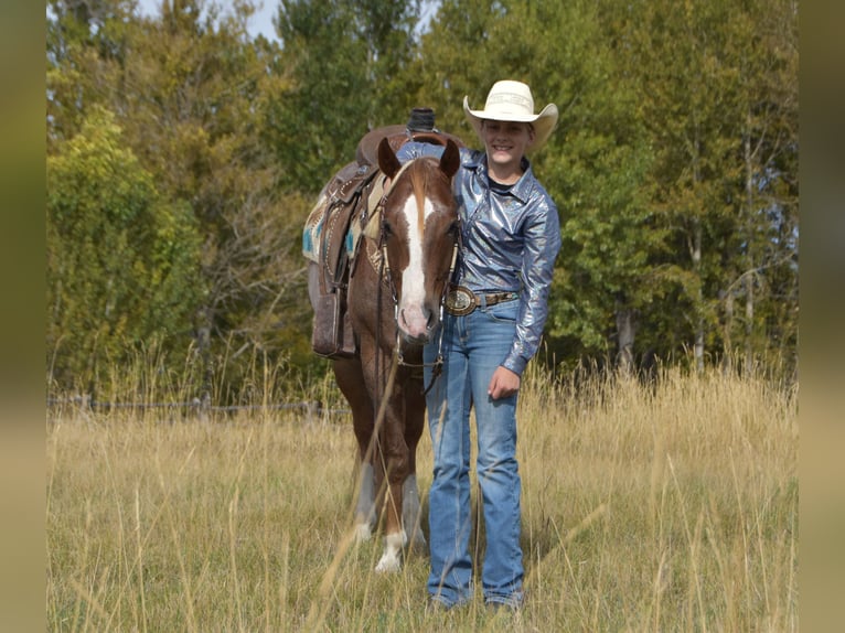 American Quarter Horse Ruin 4 Jaar 152 cm Roan-Red in Bozeman