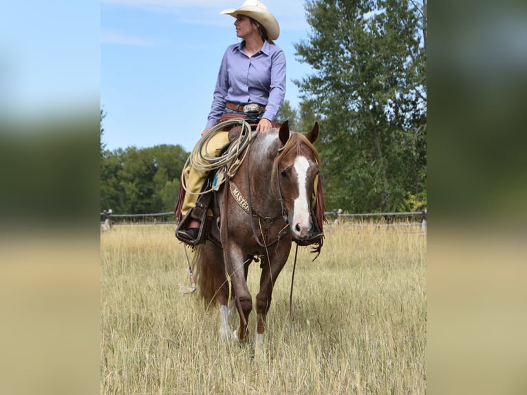 American Quarter Horse Ruin 4 Jaar 152 cm Roan-Red in Bozeman