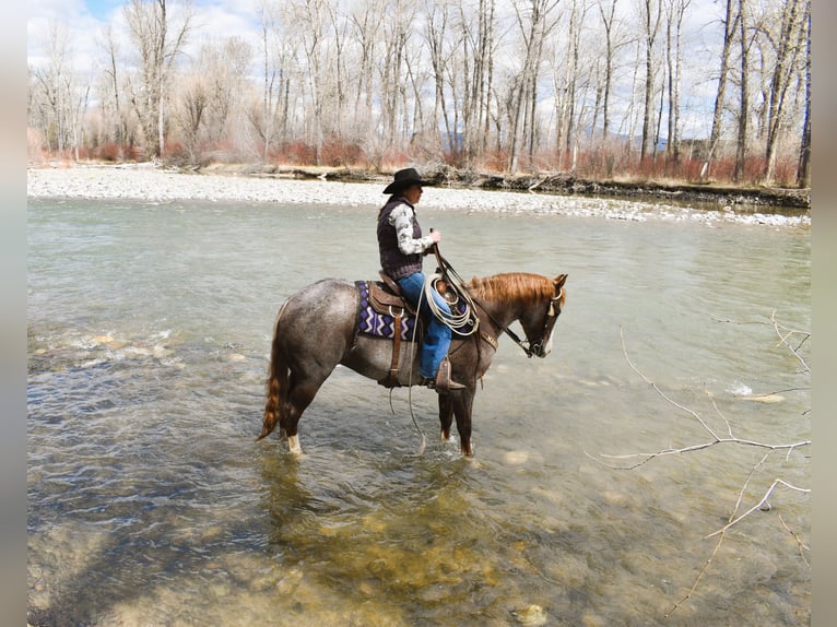 American Quarter Horse Ruin 4 Jaar 152 cm Roan-Red in Bozeman