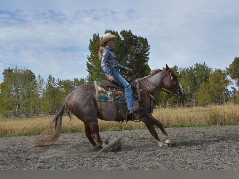 American Quarter Horse Ruin 4 Jaar 152 cm Roan-Red in Bozeman