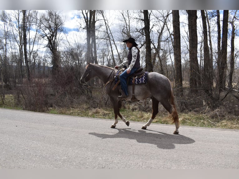 American Quarter Horse Ruin 4 Jaar 152 cm Roan-Red in Bozeman