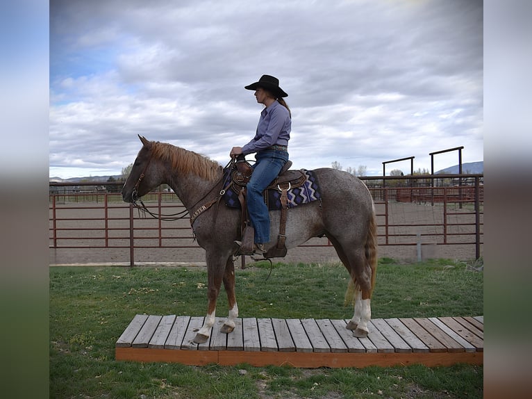 American Quarter Horse Ruin 4 Jaar 152 cm Roan-Red in Bozeman