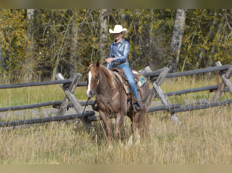 American Quarter Horse Ruin 4 Jaar 152 cm Roan-Red in Bozeman