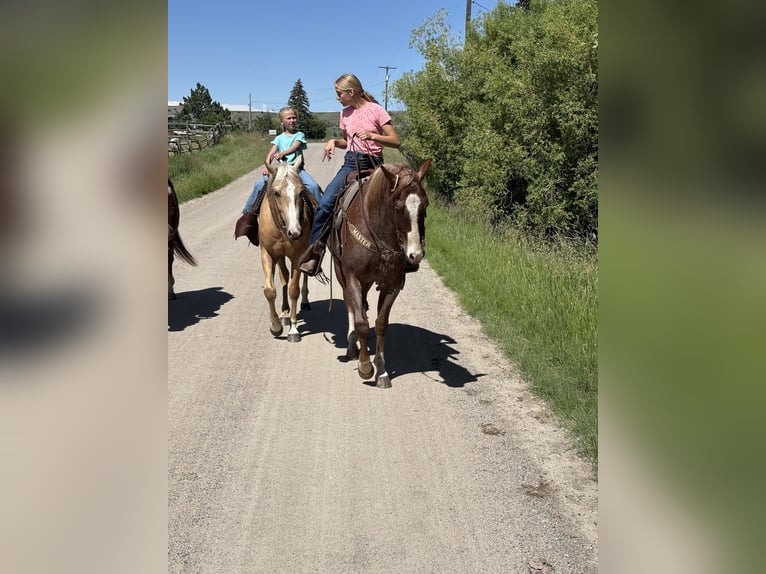 American Quarter Horse Ruin 4 Jaar 152 cm Roan-Red in Bozeman