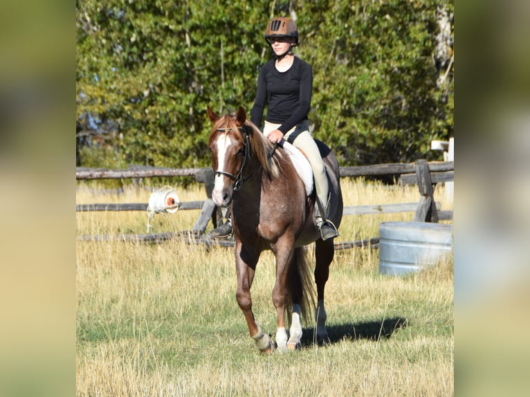 American Quarter Horse Ruin 4 Jaar 152 cm Roan-Red in Bozeman
