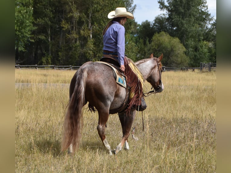 American Quarter Horse Ruin 4 Jaar 152 cm Roan-Red in Bozeman