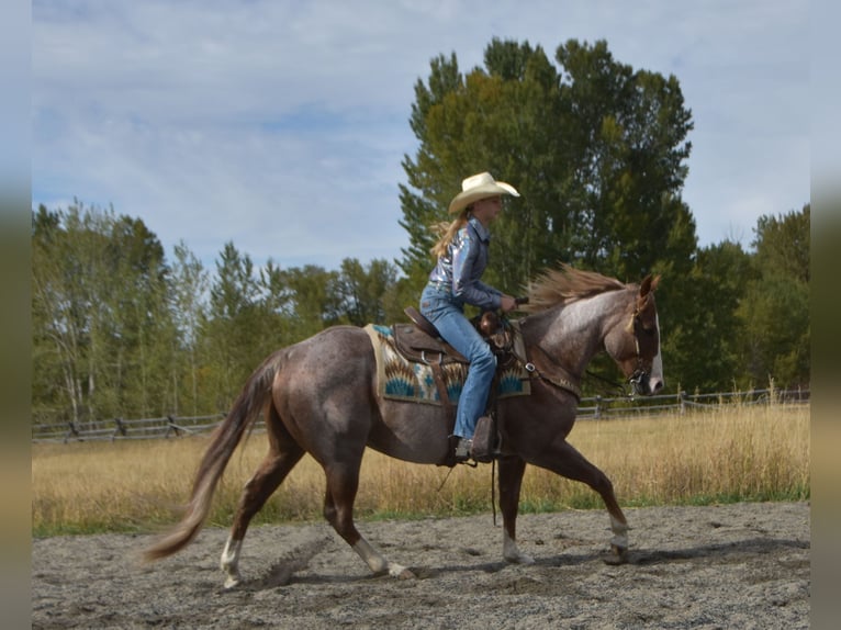 American Quarter Horse Ruin 4 Jaar 152 cm Roan-Red in Bozeman