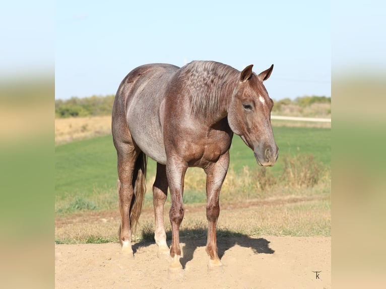 American Quarter Horse Ruin 4 Jaar 152 cm Roan-Red in Bellevue