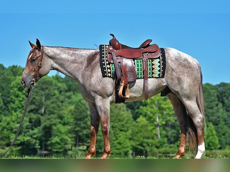 American Quarter Horse Ruin 4 Jaar 152 cm Roan-Red in Harrisburg