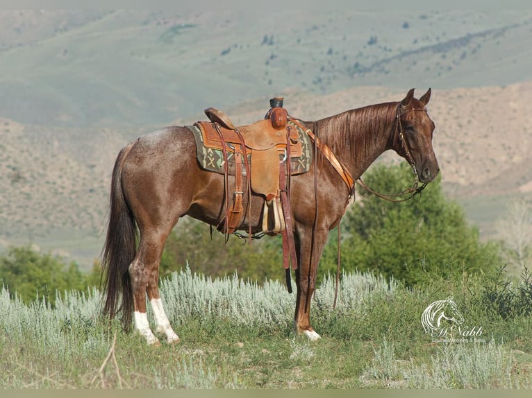 American Quarter Horse Ruin 4 Jaar 152 cm Roan-Red in Cody, WY