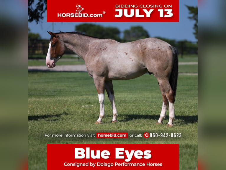 American Quarter Horse Ruin 4 Jaar 152 cm Roan-Red in Ripley