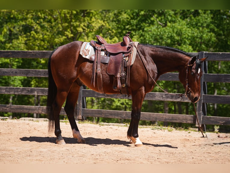 American Quarter Horse Ruin 4 Jaar 152 cm Roodbruin in Clover