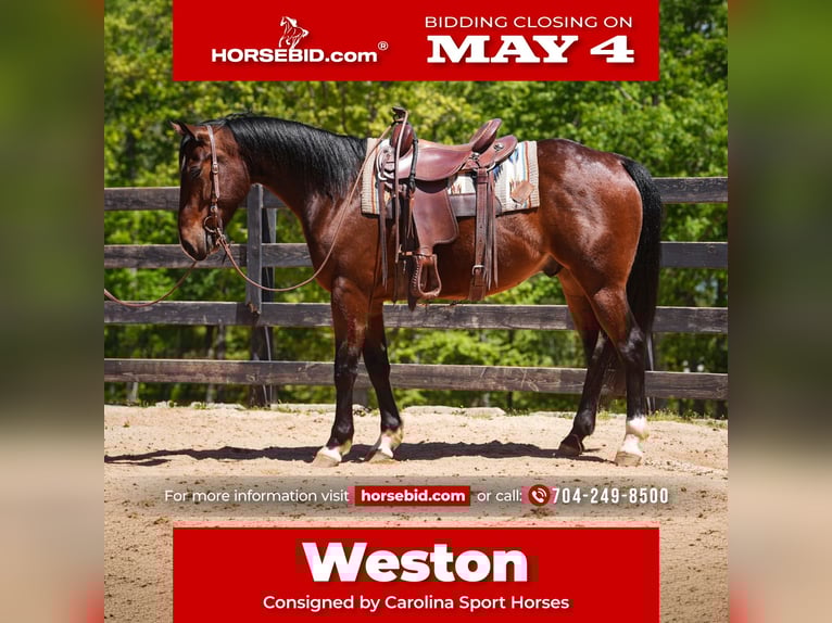 American Quarter Horse Ruin 4 Jaar 152 cm Roodbruin in Clover