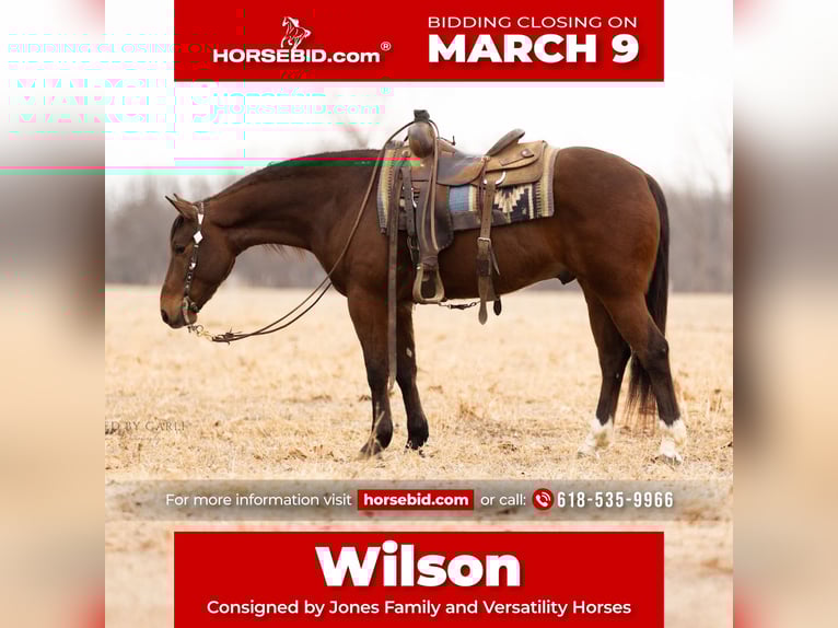 American Quarter Horse Ruin 4 Jaar 152 cm Roodbruin in Lewistown