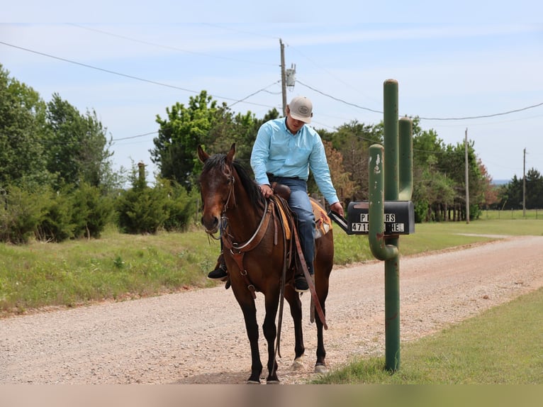American Quarter Horse Ruin 4 Jaar 152 cm Roodbruin in Ripley