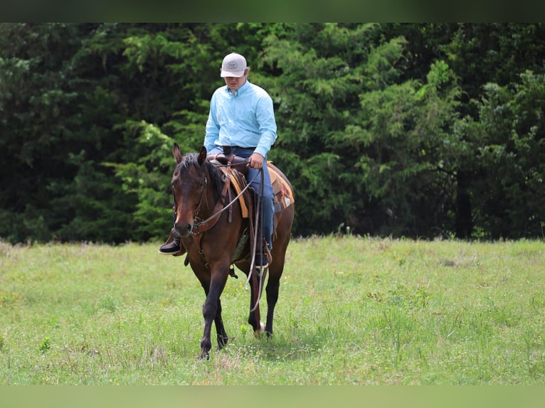American Quarter Horse Ruin 4 Jaar 152 cm Roodbruin in Ripley