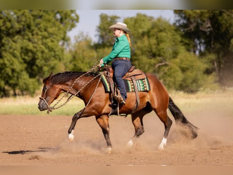 American Quarter Horse Ruin 4 Jaar 152 cm Roodbruin in Marietta