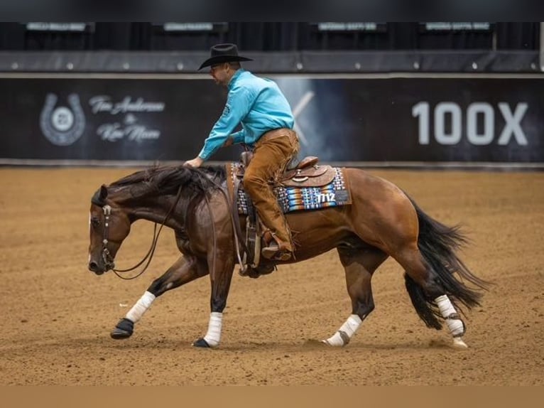 American Quarter Horse Ruin 4 Jaar 152 cm Roodbruin in Marietta