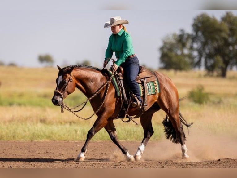 American Quarter Horse Ruin 4 Jaar 152 cm Roodbruin in Marietta