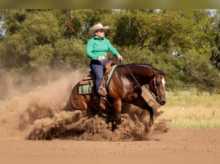 American Quarter Horse Ruin 4 Jaar 152 cm Roodbruin in Marietta