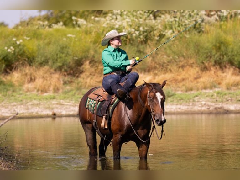 American Quarter Horse Ruin 4 Jaar 152 cm Roodbruin in Marietta