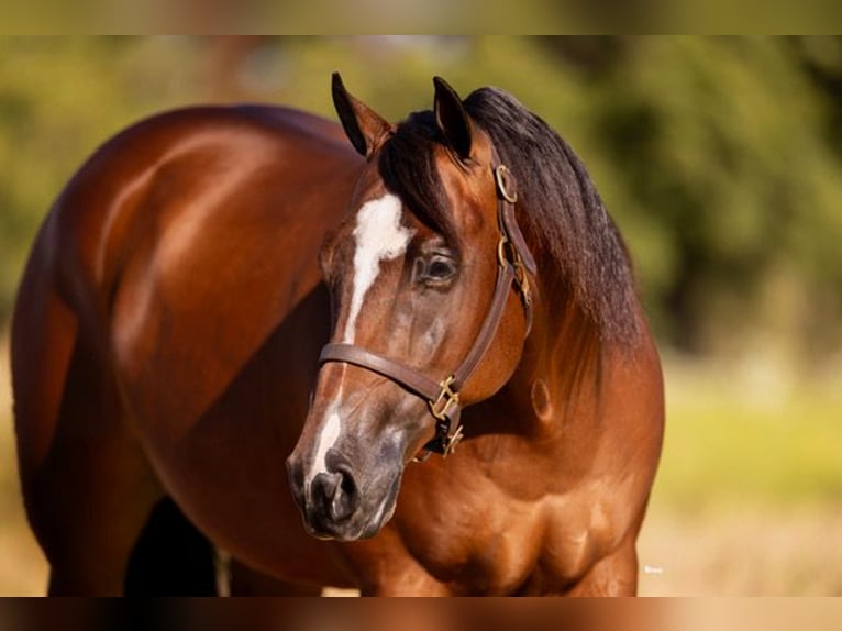 American Quarter Horse Ruin 4 Jaar 152 cm Roodbruin in Marietta