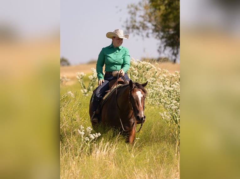 American Quarter Horse Ruin 4 Jaar 152 cm Roodbruin in Marietta