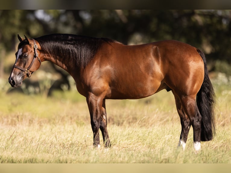 American Quarter Horse Ruin 4 Jaar 152 cm Roodbruin in Marietta