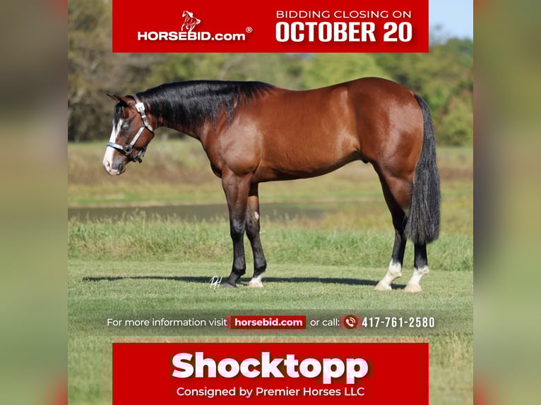 American Quarter Horse Ruin 4 Jaar 152 cm Roodbruin in Buffalo, MO