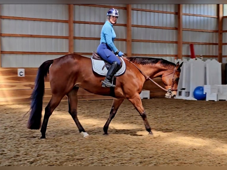 American Quarter Horse Ruin 4 Jaar 152 cm Roodbruin in Robards, KY