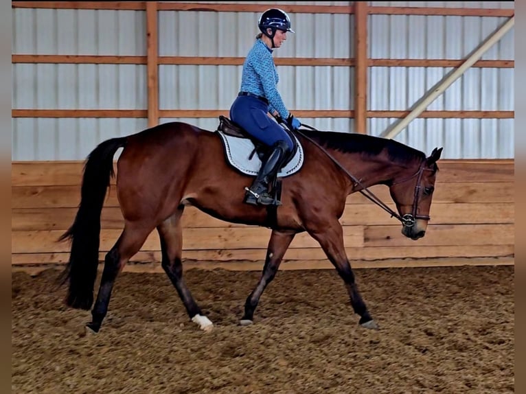 American Quarter Horse Ruin 4 Jaar 152 cm Roodbruin in Robards, KY