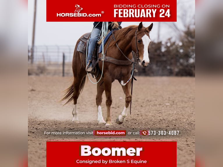 American Quarter Horse Ruin 4 Jaar 152 cm Roodvos in Marshall, MO