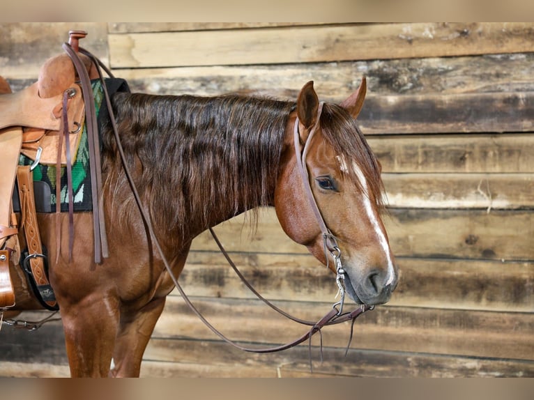 American Quarter Horse Ruin 4 Jaar 152 cm Roodvos in Beaver Springs