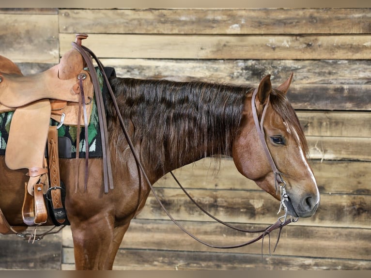 American Quarter Horse Ruin 4 Jaar 152 cm Roodvos in Beaver Springs